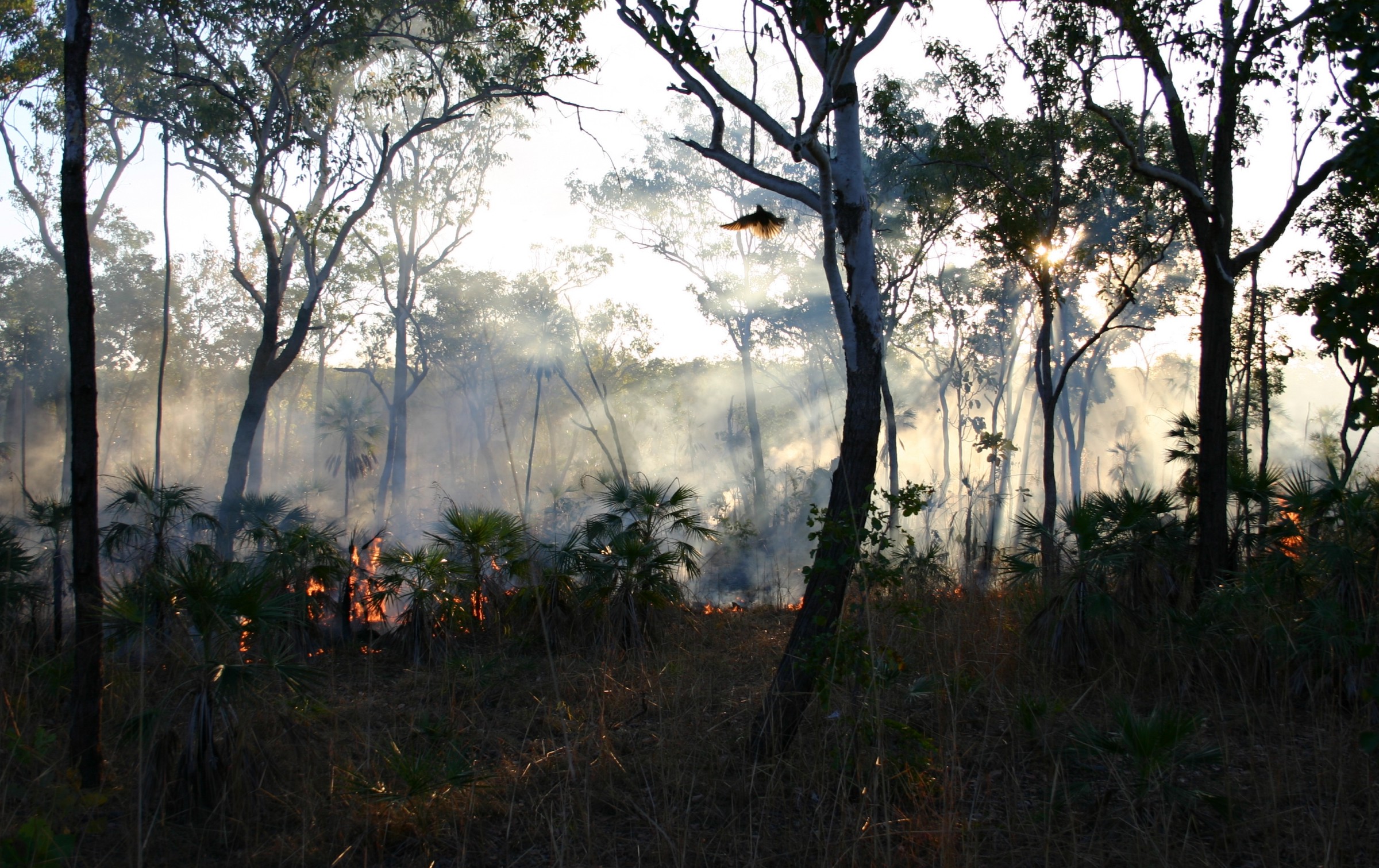 Onice, Cenere, Oro cap.5 – Ultio.