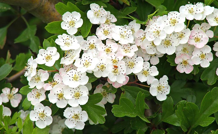 Biancospino.