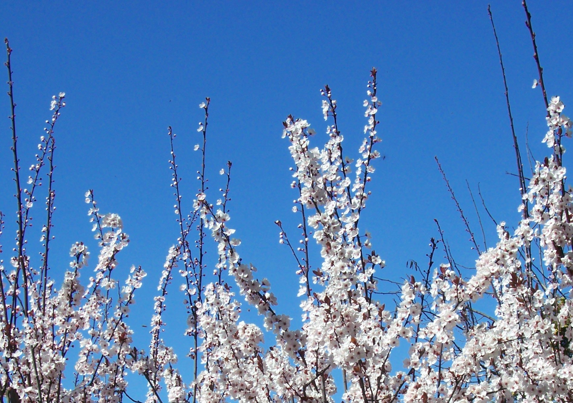 Tra foglie verdi ondeggia il fiore. 