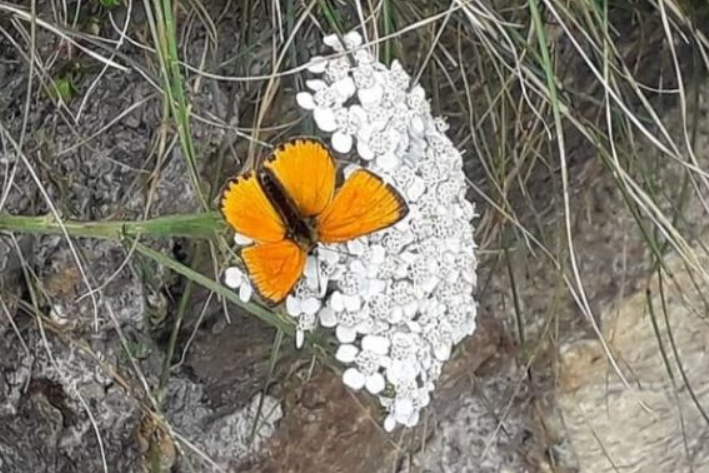 Il regno dei camosci.