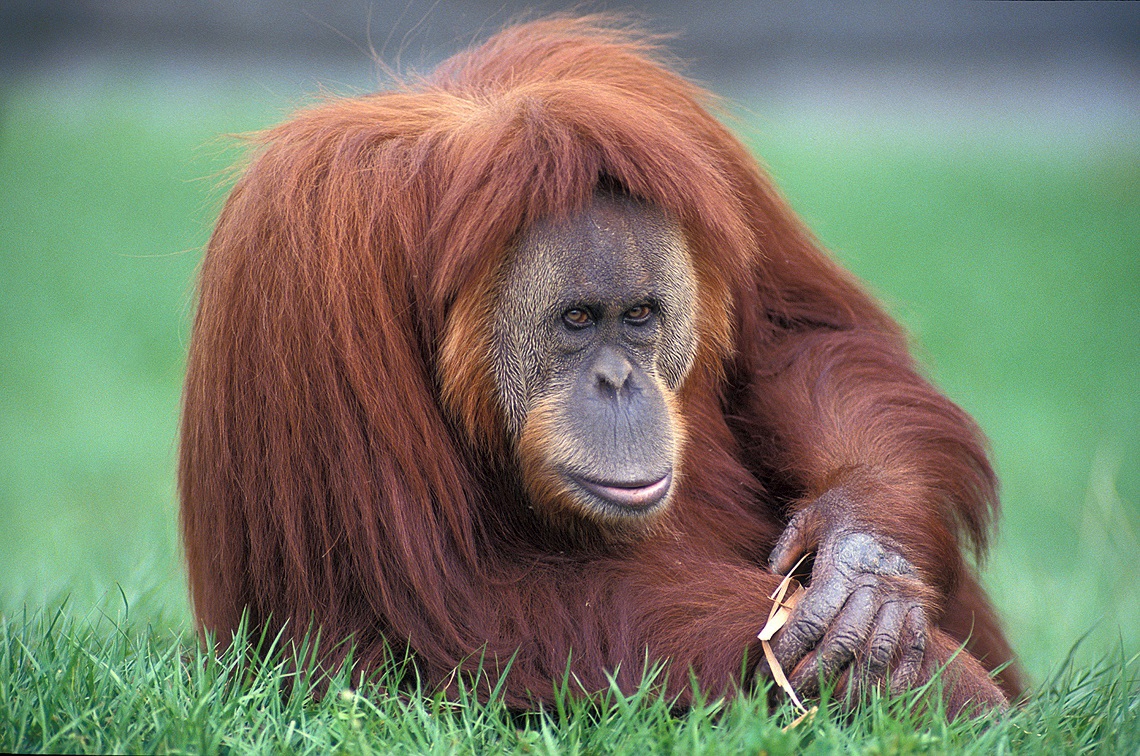 L’intelligenza dell’Orango Di Sumatra.