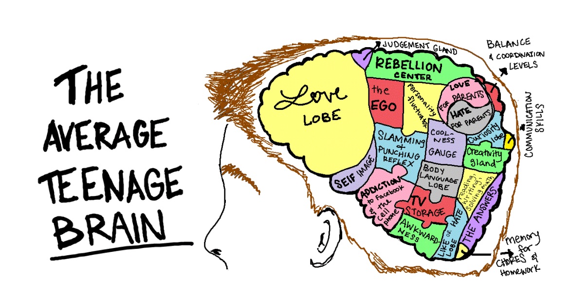 The Average Teenage Brain.